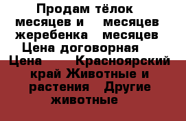 Продам тёлок 9 месяцев и 12 месяцев, жеребенка 8 месяцев. Цена договорная.  › Цена ­ 1 - Красноярский край Животные и растения » Другие животные   